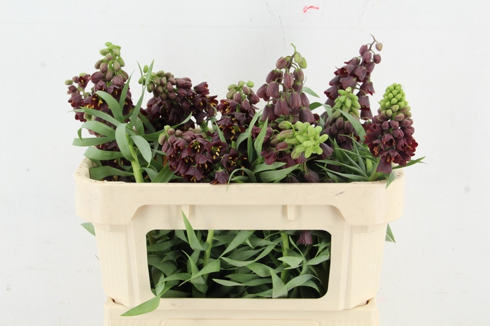 <h4>FRIT PERSICA ARTISTIEK</h4>