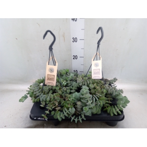 Crassula   ...