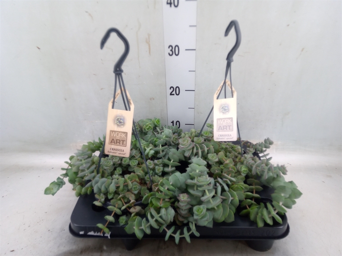 <h4>Crassula   ...</h4>