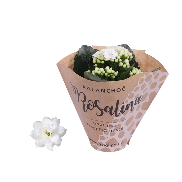 <h4>Kalanchoe Rosalina 06cm wit in papieren hoes</h4>