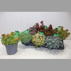 Sedum Gem