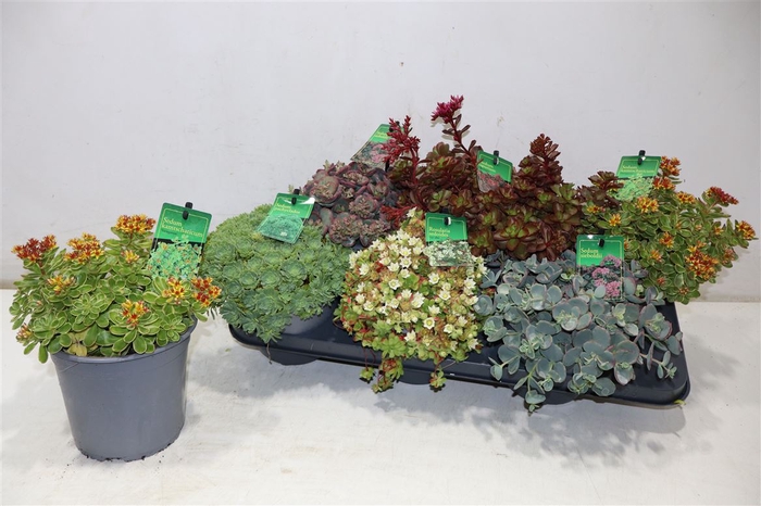 <h4>Sedum Gem</h4>