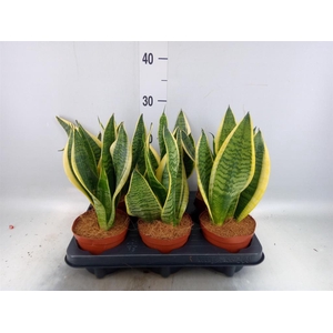 Sansevieria trifa. 'Futura Superba'