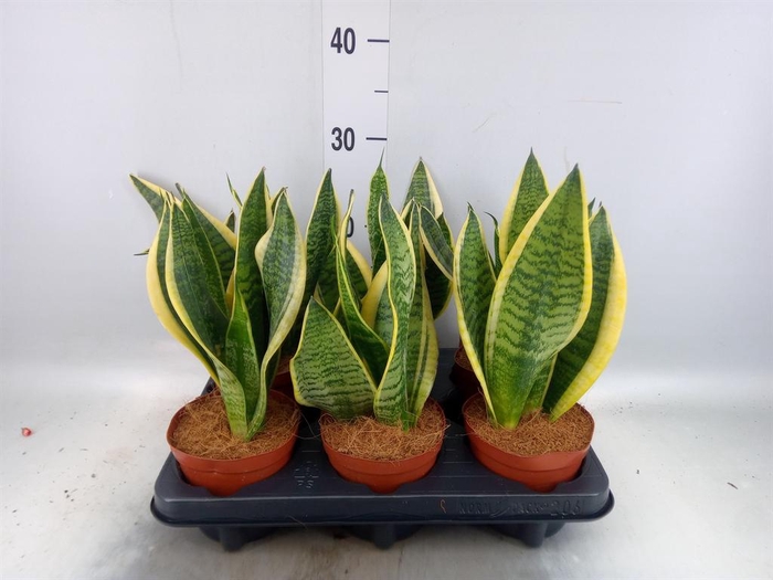 <h4>Sansevieria trifa. 'Futura Superba'</h4>