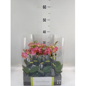 Phalaenopsis multi.   ...orange