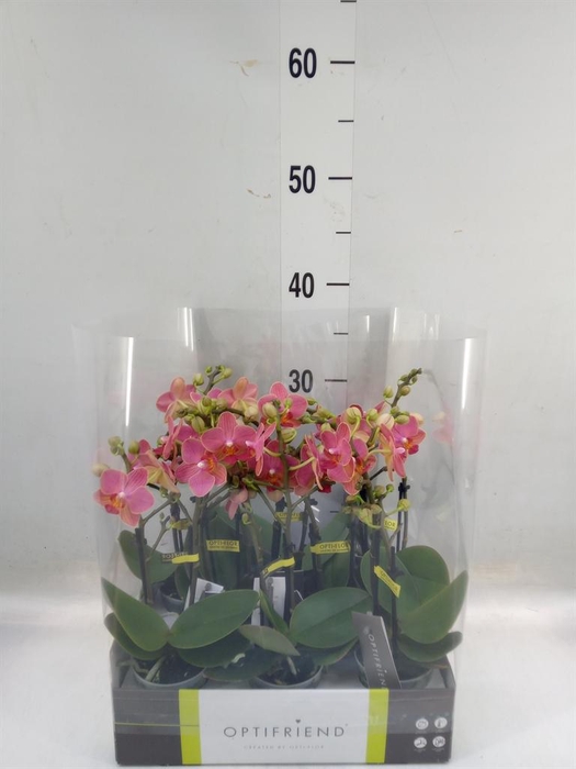 <h4>Phalaenopsis multi.   ...orange</h4>