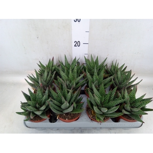 xGasterhaworthia  'Royal Highness'