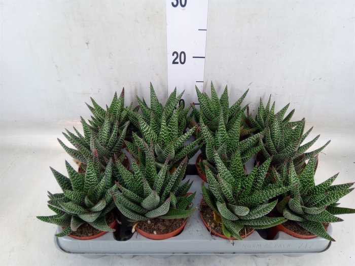 <h4>xGasterhaworthia  'Royal Highness'</h4>