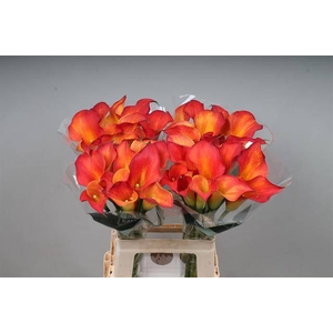 Zantedeschia captain trinity