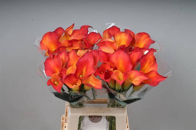 <h4>Zantedeschia captain trinity</h4>