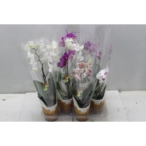 PHALAENOPSIS MINI P09
