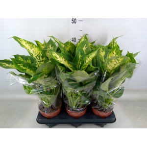 Dieffenbachia  'Compacta'
