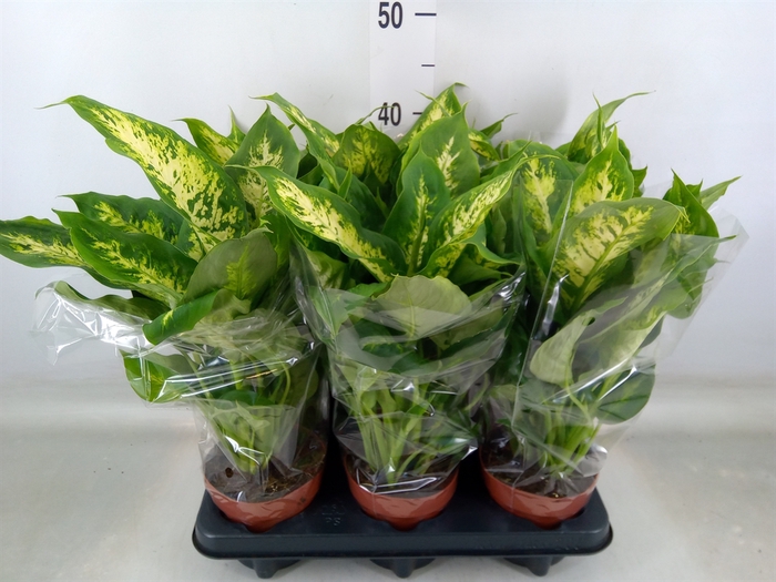 <h4>Dieffenbachia  'Compacta'</h4>