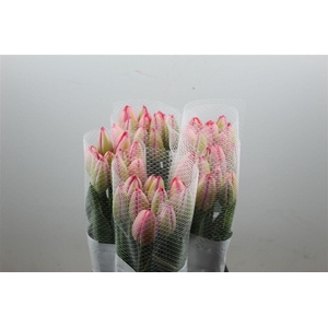 Tu Fr Hybride Design Impression