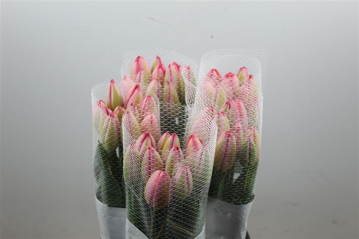 <h4>Tu Fr Hybride Design Impression</h4>