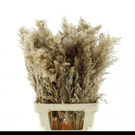 <h4>CORTADERIA PLUIM 75CM</h4>
