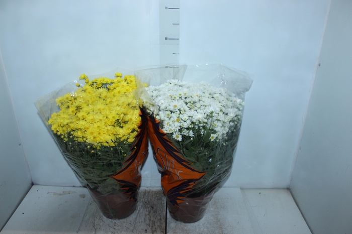 <h4>CRISANTEMO BOLA BELGA P20</h4>