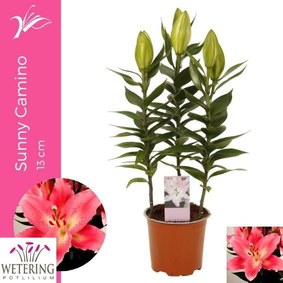 <h4>LIL OR SUNNY CAMINO</h4>