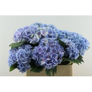 Hydr M Lollypop Blue 80-18