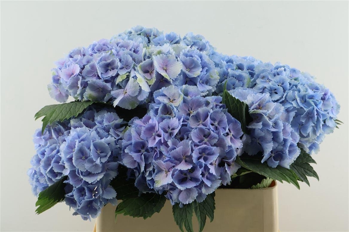 <h4>Hydr M Lollypop Blue 80-18</h4>