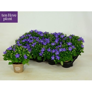 CAMP IS NAPOLI