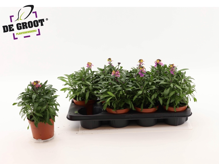 <h4>ERYS LEY PURPLE GLOW</h4>