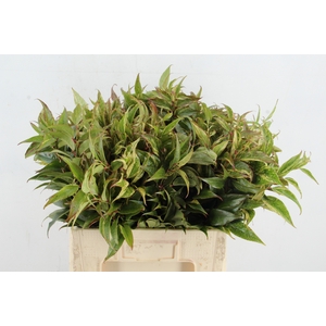 LEUCOTHOE RAINBOW  60CM
