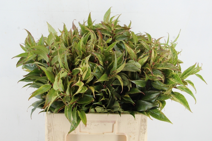 <h4>LEUCOTHOE RAINBOW  60CM</h4>