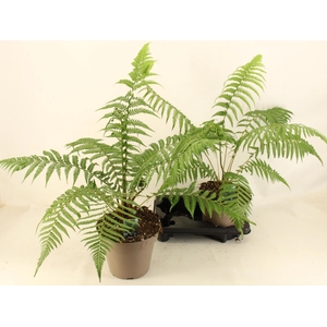 DICKSONIA ANTARCTICA