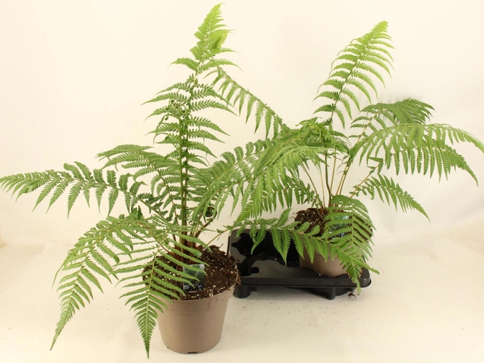 <h4>DICKSONIA ANTARCTICA</h4>