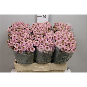 Chr S Aaa Doria Pink