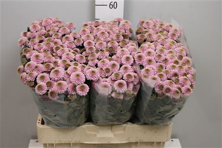 <h4>Chr S Aaa Doria Pink</h4>