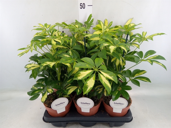 <h4>Schefflera arbor. 'Gerda'</h4>