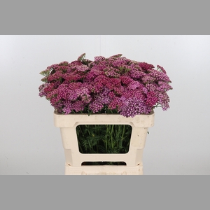 Achillea Bianca Classic