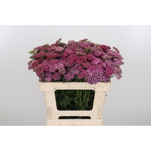 Achillea Bianca Classic