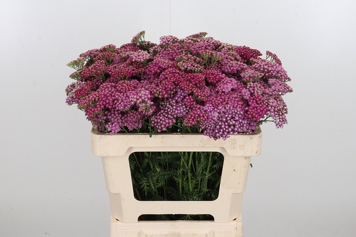 <h4>Achillea Bianca Classic</h4>