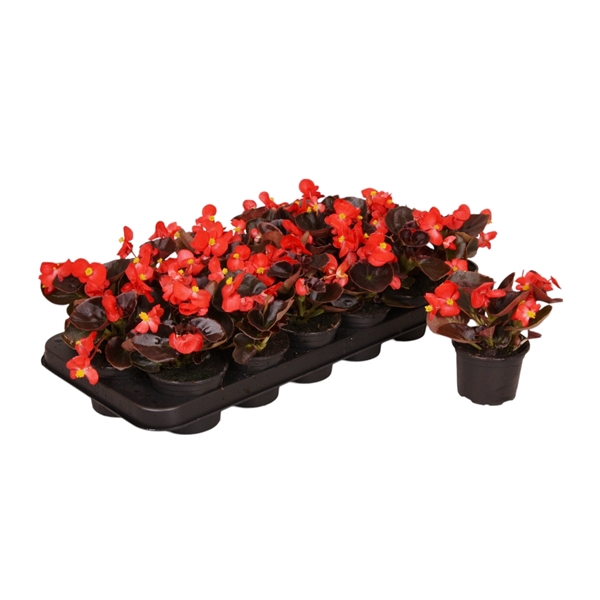 <h4>Begonia Semp donker rood p9</h4>
