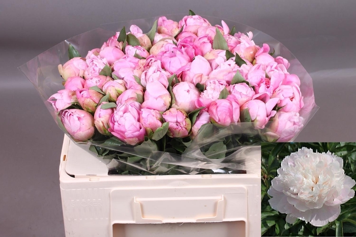 <h4>PAEO L CATH FONTIJN</h4>