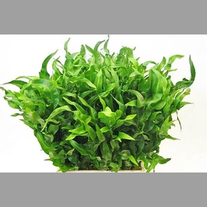 Polypodium New Wave