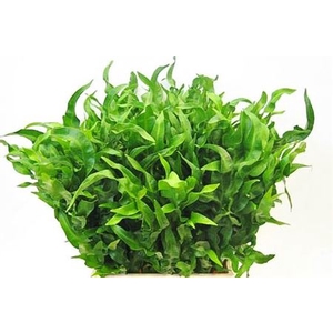 Polypodium New Wave