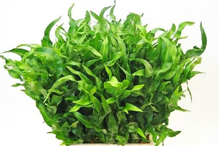 <h4>Polypodium New Wave</h4>