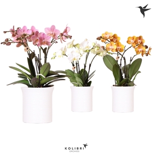 Kolibri Orchids Phalaenopsis Jewel mix in Furrow white