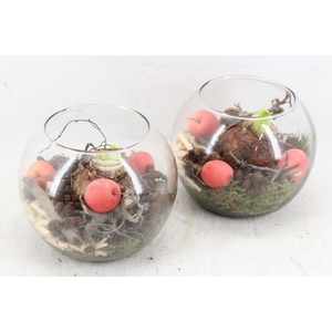 arr4 Amaryllis MB - Bolglas x6 RED