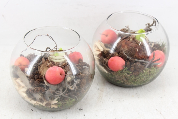 <h4>arr4 Amaryllis MB - Bolglas x6 RED</h4>
