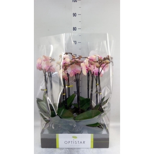Phalaenopsis   ...rose