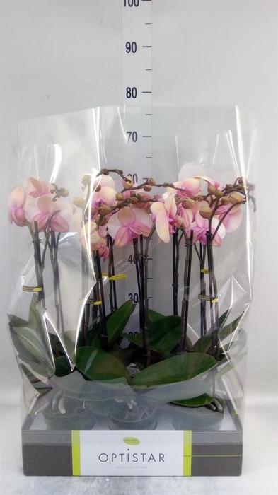 <h4>Phalaenopsis   ...rose</h4>