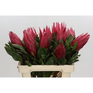 Protea Cynaroides Madiba