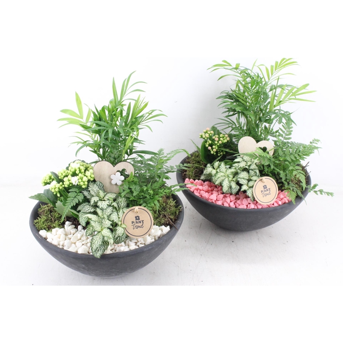 <h4>Arr2 Pl - Ebbischaal L - Roze/wit</h4>