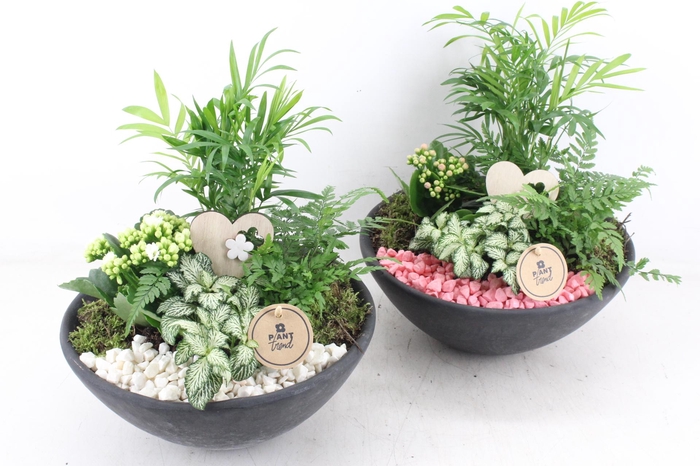 Arr2 Pl - Ebbischaal L - Roze/wit