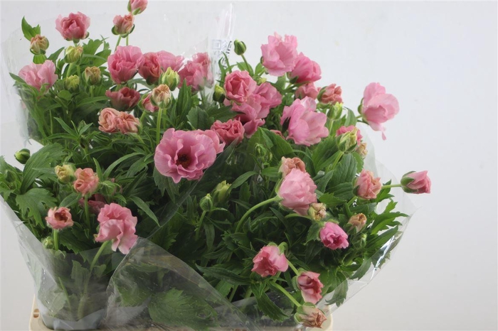 <h4>Ran. Butterfly Isis</h4>